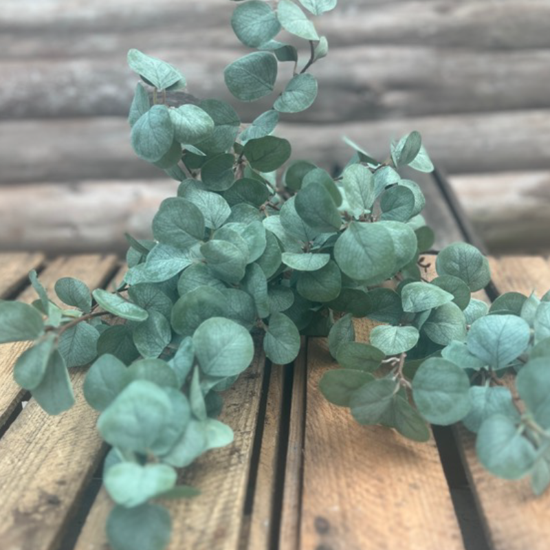 Eucalyptus