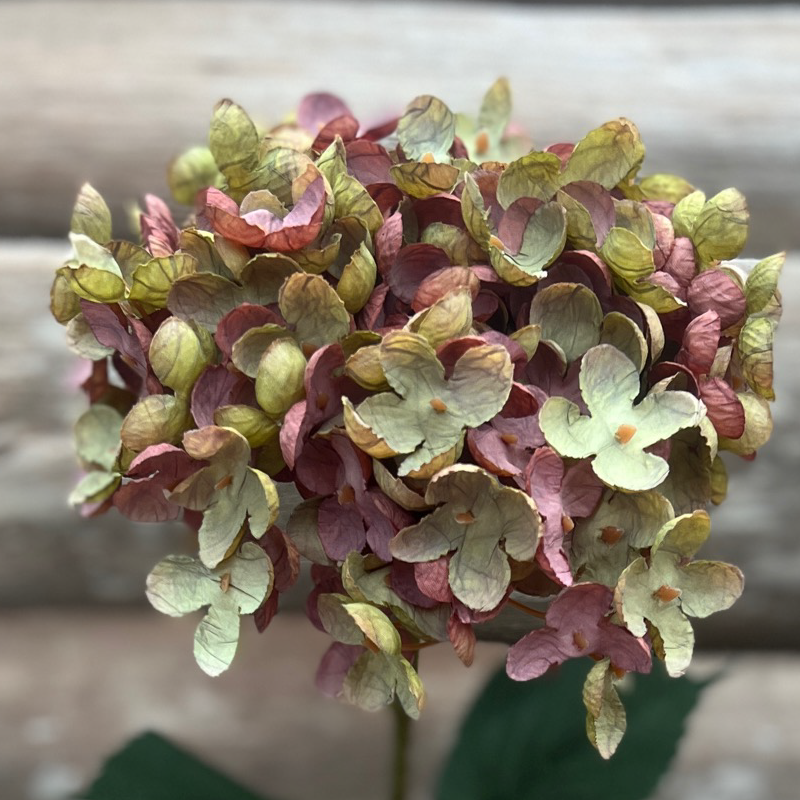 Hortensia vieux rose et vert
