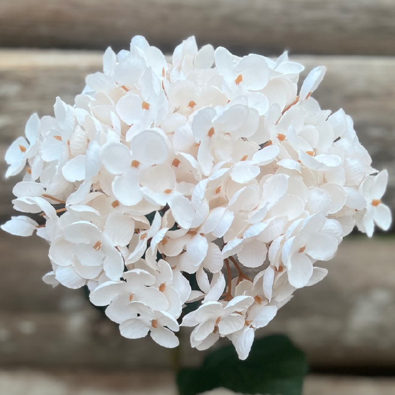 Hortensia blanc