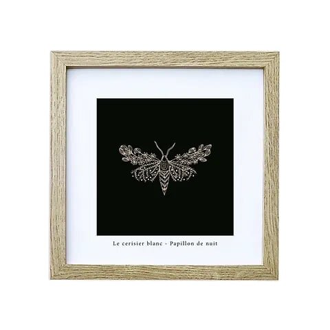 Cadre papillon de nuit coffret