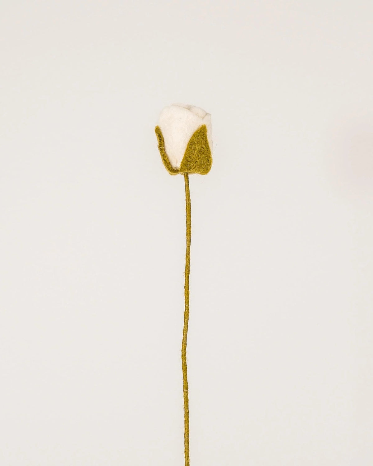 Rose blanche