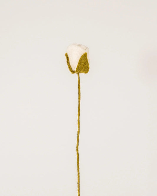 Rose blanche
