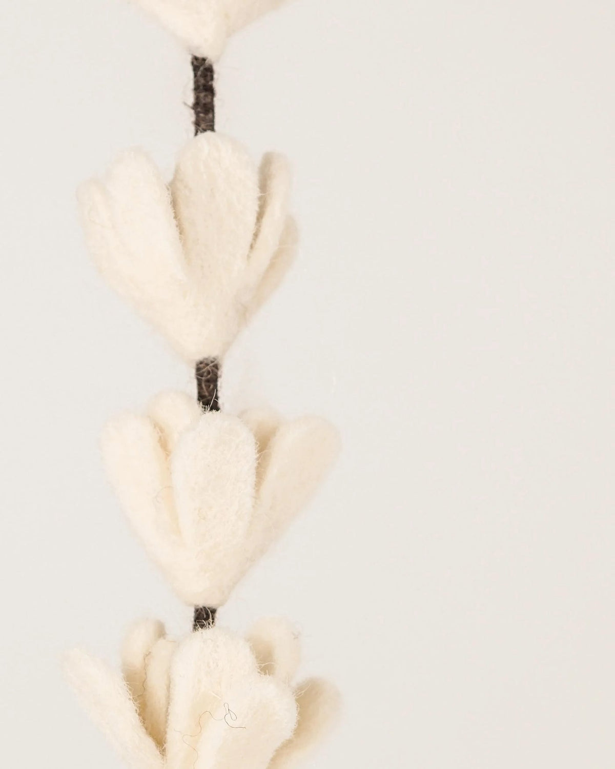 Fleur de genet blanc