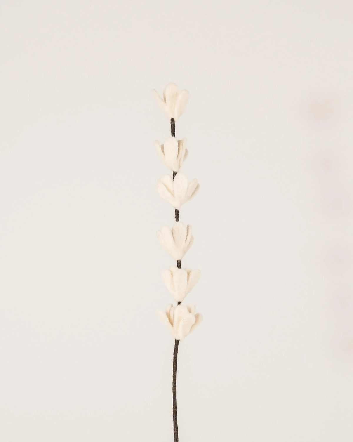 Fleur de genet blanc
