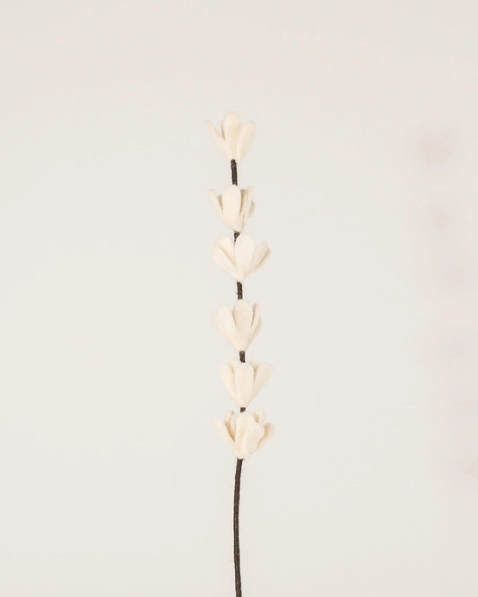 Fleur de genet blanc