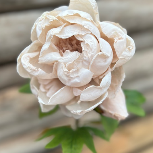 Pivoine blanche