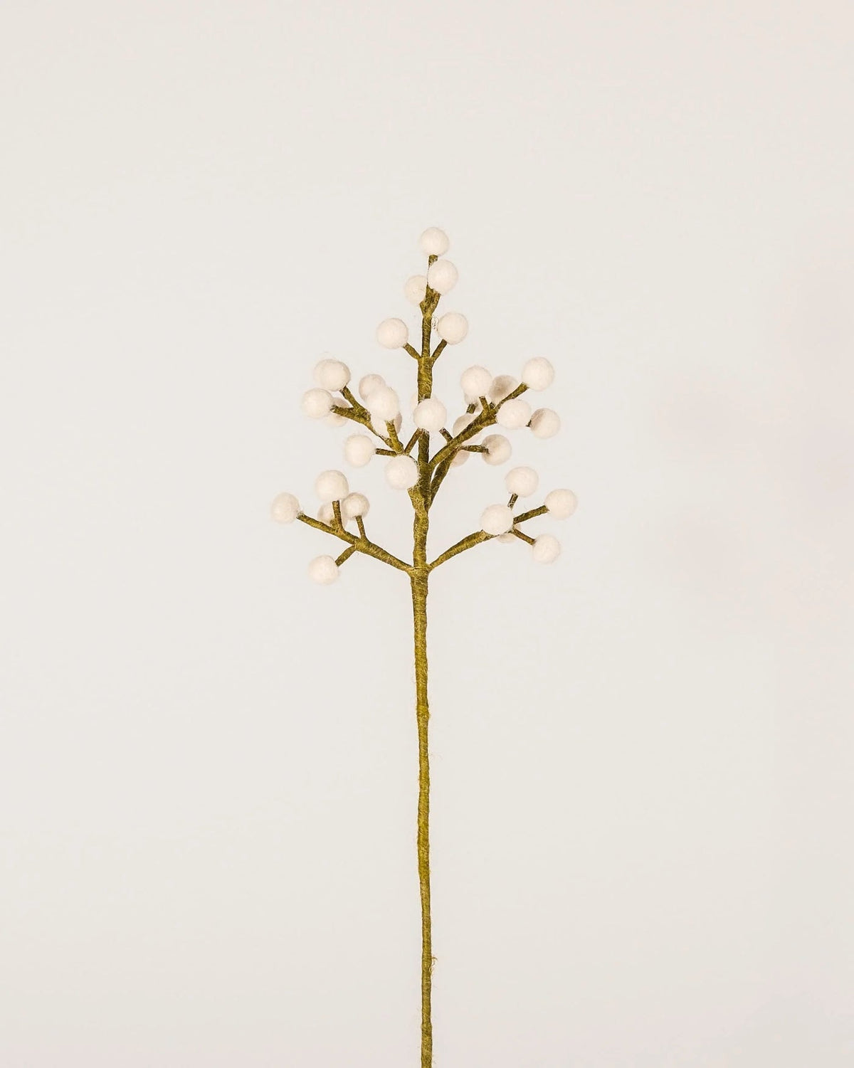 Gypsophile en laine
