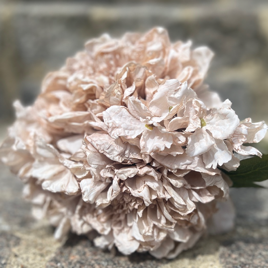 Bouquet de pivoine et hortensia blanc