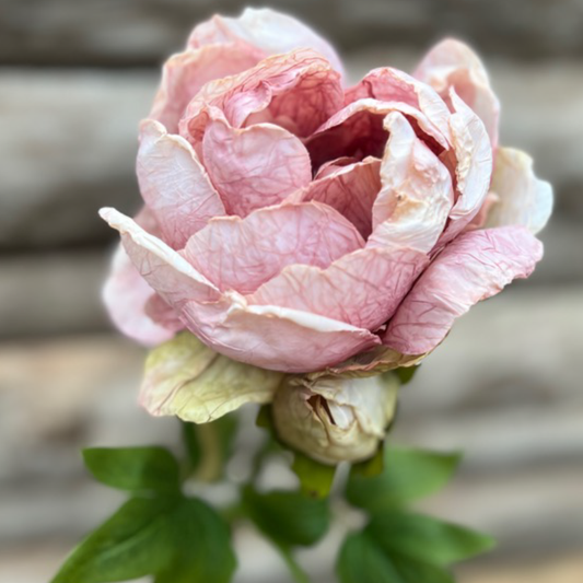 Pivoine rose