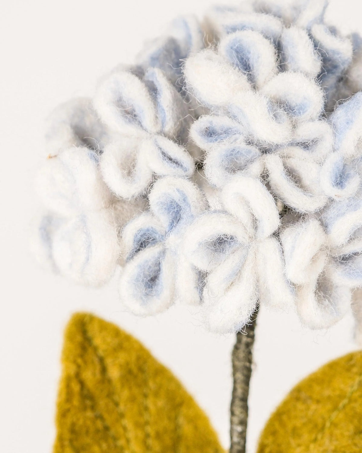 Hortensia bleu