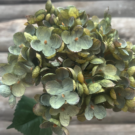 Hortensia vert