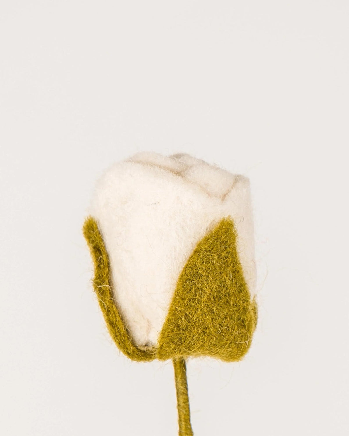 Rose blanche