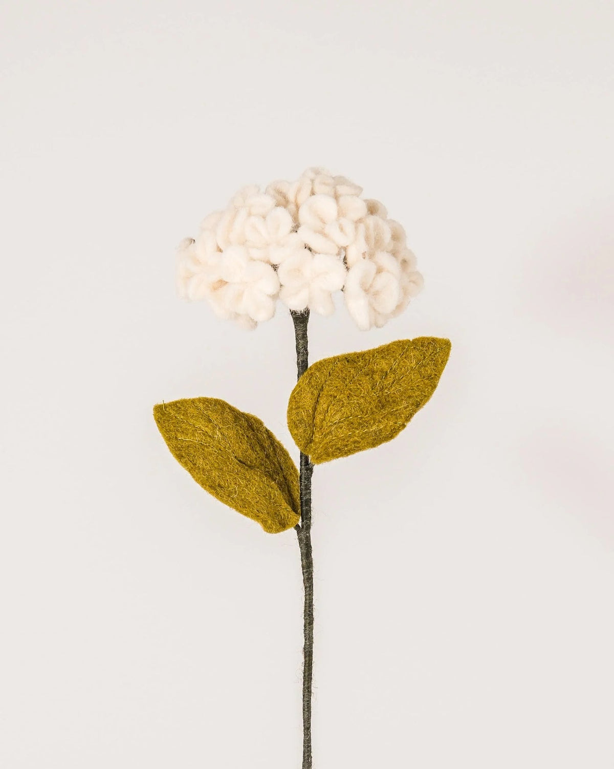 Hortensia blanc