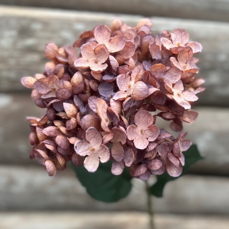 Hortensia vieux rose
